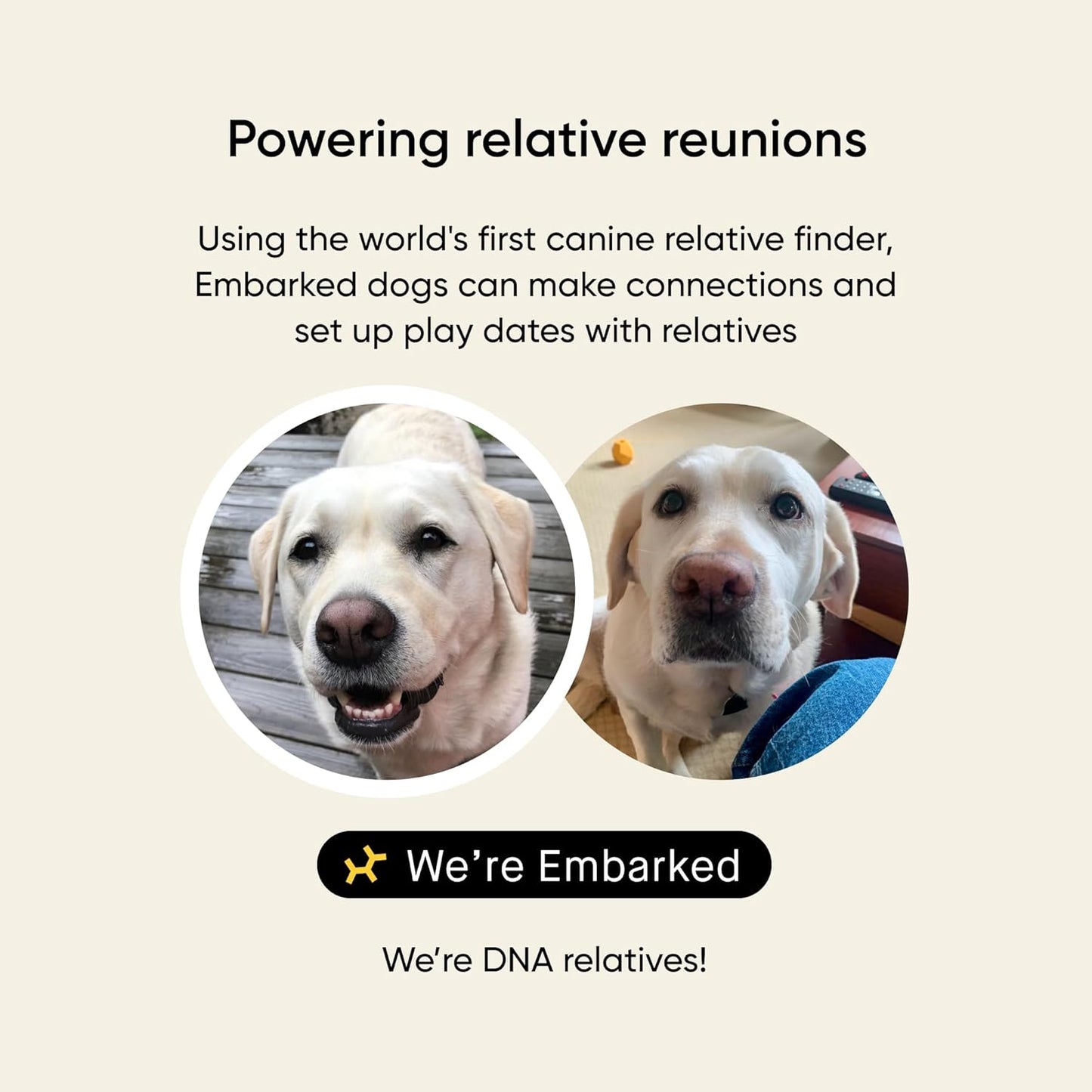 Breed & Health Kit - Dog DNA Testing Kit - Discover Breed, Ancestry, Relative Finder, Genetic Health, Traits, Allergy Risk Scores