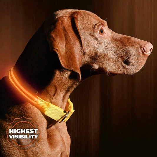 LED Dog Collar USB Rechargeable - Bright & High Visibility Lighted Glow Collar for Pet Night Walking - Weatherproof, in 6 Colors & 6 Sizes (Orange Small)